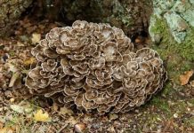 henof.com — Hen of the Woods Mushroom: Foraging, Benefits, and Cooking Guide henof.com